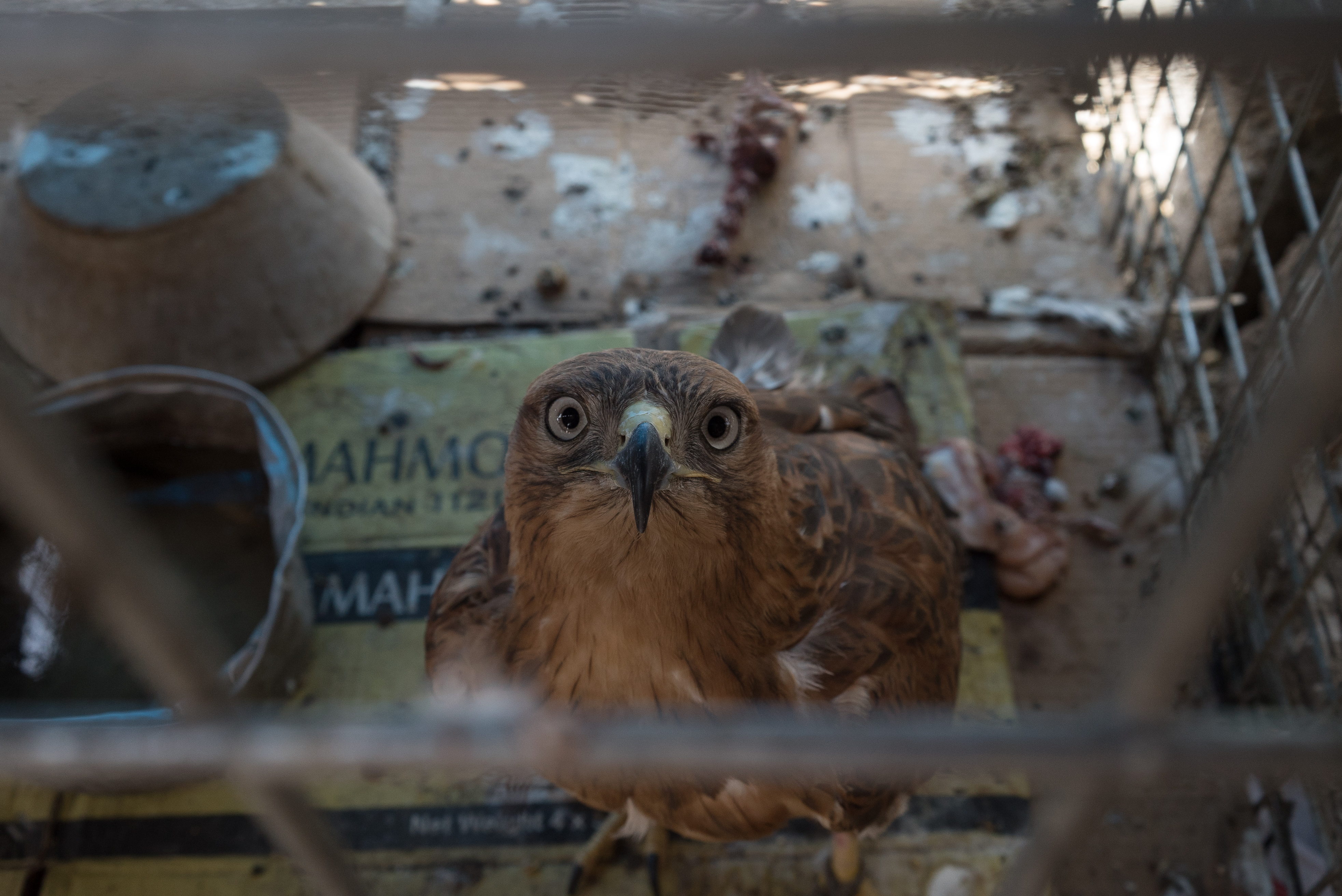 Erbil market for birds and animals, Erbil, Kurdistan Region, June 4, 2016. (Photo: Kurdistan24/Alexandre Afonso)